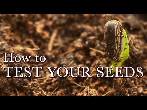How to Test Your Seeds - A Guide to Germination Testing for the Home Gardening
