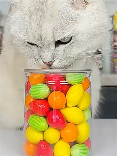 Funny Cat Magic Compilation