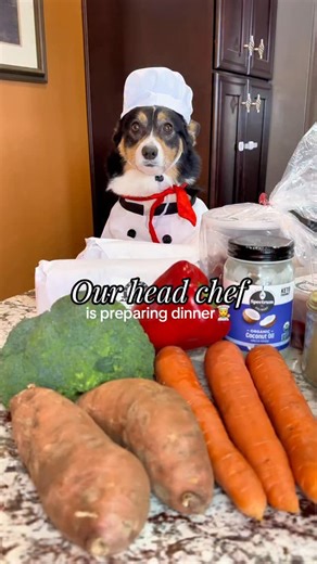 Phoebe the corgi on Instagram: "Chef Phoebe takes meal prep very seriously 👩‍🍳 homemade topper I add to their kibble — lasts around 3 weeks for my two dogs! #dogfoodtopper #homemadedogfood #healthydogfood #dogfoodrecipe #freshdogfood"