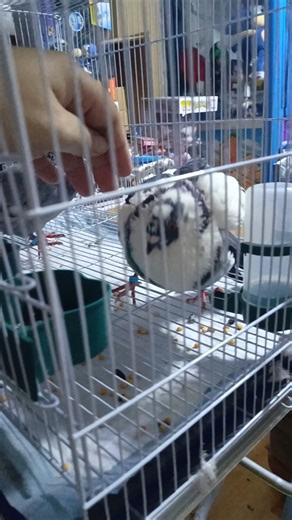#angrykfc #pigeon #kfc #fyp #angrybirds #100k #funnyvideo #food #muckbang #vladivostok #кфс #злойголубь #босскфс #еда #голубь #докс #опездол #владивосток