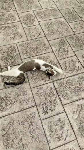 Cat Mood 😴🐾” #youtubeshorts