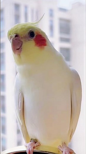 Adorable Cockatiel Jerry's Cute Singing and Dancing Moments 💖 🎶 ☺️ #cockatielscraze #birdsinging