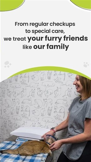 Full-Service Animal Hospital in Brickell | Wags Animal Hospital