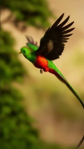The Majestic Flight of the Quetzal – Nature’s Living Jewel in Motion