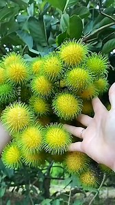 353K views · 3.6K reactions | Top 3 Indian Summer Fruits You Must Try! #shorts #plants #farming #india #instagram #reels #fruits | The Facts Hub | Facebook