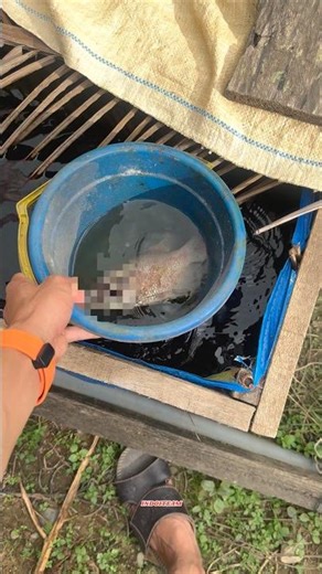 The carp I kept for 1 year became a victim of bullying😭