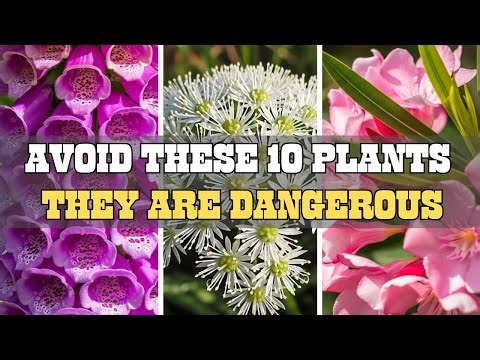 10 Toxic Plants You Must Avoid |They are Beautiful But Deadly