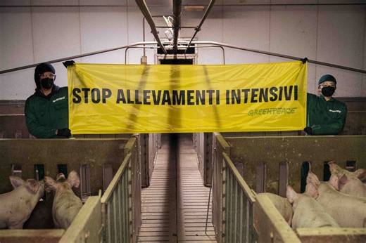 Allevamenti intensivi: la nuova denuncia di Greenpeace in Emilia-Romagna | FOTO e VIDEO