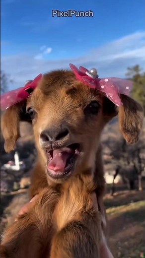 Funny Baby Goat Sound 😂 Cute Goat Bleating That Will Make You Smile! 🐐