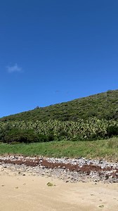 Now that rats have been eradicated from Lorde Howe Island, thousands of sea birds have returned to breed. If only the ferals on the mainland could face the same fate as the island’s rats. | Dubbo Environment Group