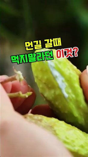 박주가리 효능 #약초 #약초효능 #한방식물 #자연약초 #자양강장제 #면역력 #염증완화 #피로회복