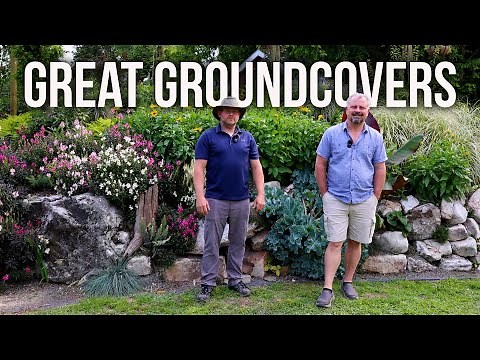 10 Great Groundcovers for your Garden