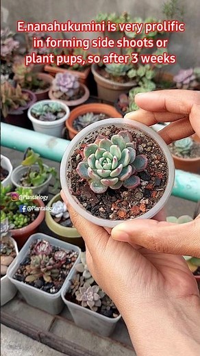 How To Grow Healthy Succulents - Ornamental Plant Care Tips// Echeveria Nanahukumini