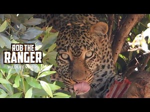 Leopard Eats A Goat! | Maasai Mara Safari | Zebra Plains