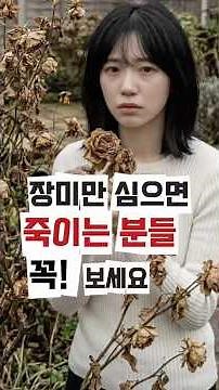 장미 사면 매번 죽이는 분들? 이 5개부터 심으세요! 🌹 (땅장미 vs 줄장미 완벽 정리)