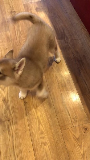 ✨Petit souvenir de Raybane quand elle était petite ✨ Quand on essayait de faire son éducation elle nous répondait Impossible de garder son sérieux donc bien-sûr ça partait en jeux Un vrai petit amour de chien 🐶 qui encore maintenant adore nous répondre 🥰 | Élevage The King Ricci