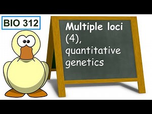 Multiple loci (4), quantitative genetics.