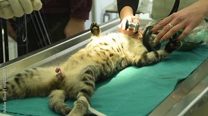 sterilization of male cat, castration of cat