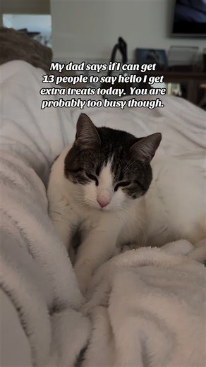 #frulzzzz #catsoftiktok #cat #prettygirl #cute