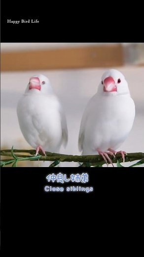 仲が良すぎる？みんなこう？白文鳥まろん君・春風ちゃん【Bird Life】【文鳥７羽】1 Hours of cute birds【Relaxing】Chirping・Singing #birds