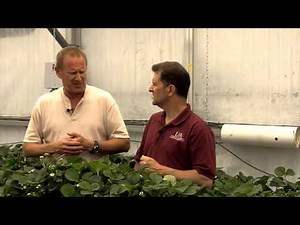 Video 11. Arizona Pest and Disease Control in Greenhouse Strawberries