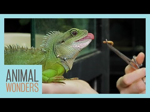 How to Train Your (Water) Dragon