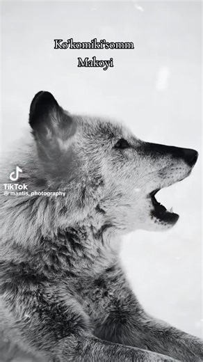 @mantisphotography. Wolf Moon Supermoon: The Blackfeet called the first winter supermoon a wolf moon because wolves were heard howling more often in the deep winter, often due to hunger as food was scarce. This moon symbolizes introspection, new beginnings, strength, and the power of community as people stayed indoors, reflecting and connecting with family during the harsh season, with the wolf representing guidance and resilience. The name reflects the observation that wolf packs were heard how