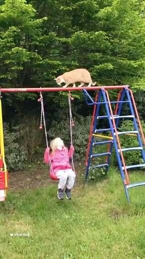 Insuranceopedia on Instagram: "Why are cats always doing stuff like this 😂 Cats, and pets in general, are very unpredictable. Their curiosity gets them into all types of trouble. But sometimes, their little accidents can have side-effects on their family.. if you own a pet, it’s important to have pet insurance BUT you should also consider health and life insurance to keep all members of your family protected, should a serious accident happen. #cats #pets #funny #accident"