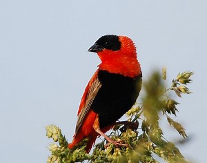Northern red bishop - Alchetron, The Free Social Encyclopedia