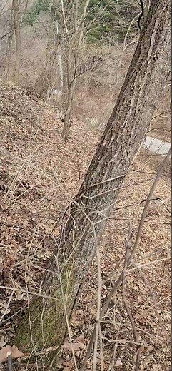 피나무 개화 측정목 : 017