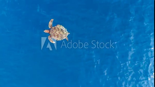 Aerial view of a sea turtle eating a jellyfish in clear, deep blue ocean water.