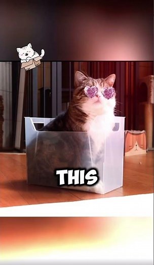 Maru the Cat Box Challenge #cat #catvideos #edit #usa #viralcats