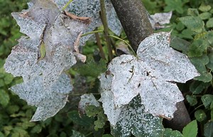 Effective Ways to Eliminate Powdery Mildew From Your Garden | LoveToKnow