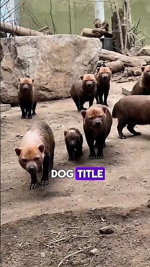 The Vinegar Dog: Meet the Bush Dog!