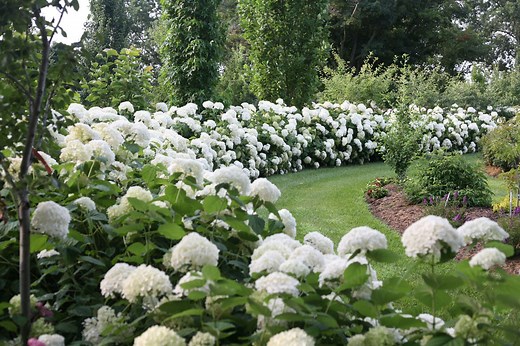 How to Create a Hydrangea Hedge - Great Garden Plants Blog