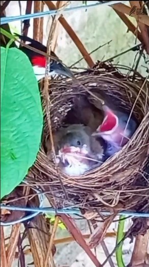 Bird Lays Eggs, Baby Hatches & Gets Fed | Heartwarming Nature Moments🐦 #amazinbirdw