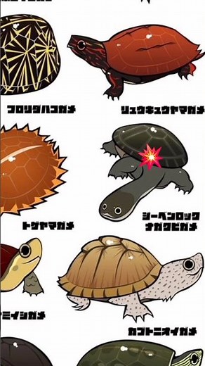 types of turtle 🐢 #animals #shaorts #cute #scary #sea #trending