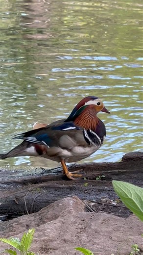 Mallards and a Mandarin Duck Enjoying a Pond Bath