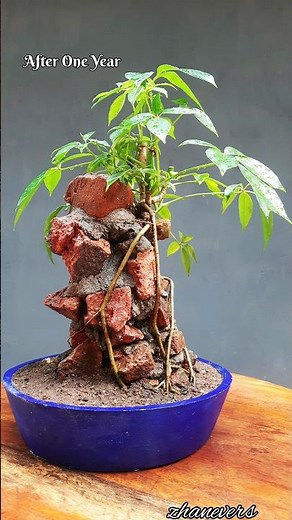 Schefflera / Umbrella Plant