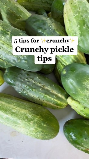 Pickles go soggy? Heres some tips for crunchy pickles! #pickles #canning #canningandpreserving #pickletok #pickledgarlic #harvest #garden #gardening #homestead