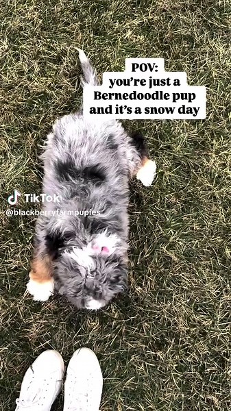 blackberryfarmpupies on TikTok