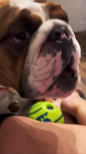 15K views · 1.4K reactions | Sid cannot be bothered to look for his OWN ball. Hims royalty after all. 臘‍♀️❤️ . . . #sidthebulldog #jowlsandjava #bulldogsofinstagram #bulldogsofig #bulldogsofig #englishbulldog #englishbulldogsofinstagram #englishbulldogsofig #dogsta #dogstagram #bulldoglovers #bulldogoftheday #bulldogsoftheworld | Jowls & Java | Facebook