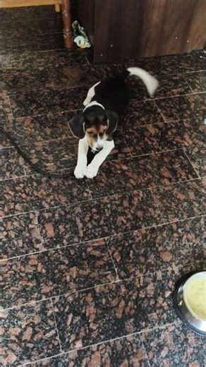 2.5 months Puppy-STAY Command LUCA