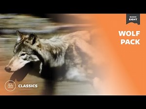 Wolf Pack | Mutual of Omaha's Wild Kingdom