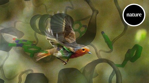How quantum mechanics help birds find their way | Freya Sierhuis