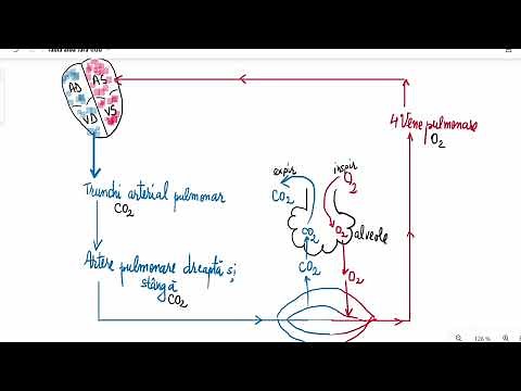 Large circulation and small circulation