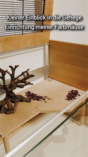 Vorbereitungen der Gehege Einrichtung für Farbmäuse