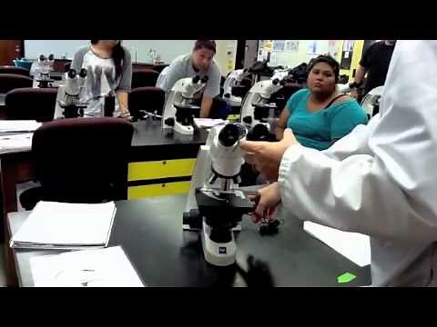 Lab Practical 1 Class Review