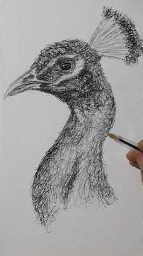 Scribbling the Sheet out of a Peacock #pendrawing #sketching #scribbledrawing