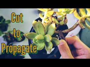 Cuttings: How to Propagate Succulent using Stem Cutting | Stem Cutting Succulent